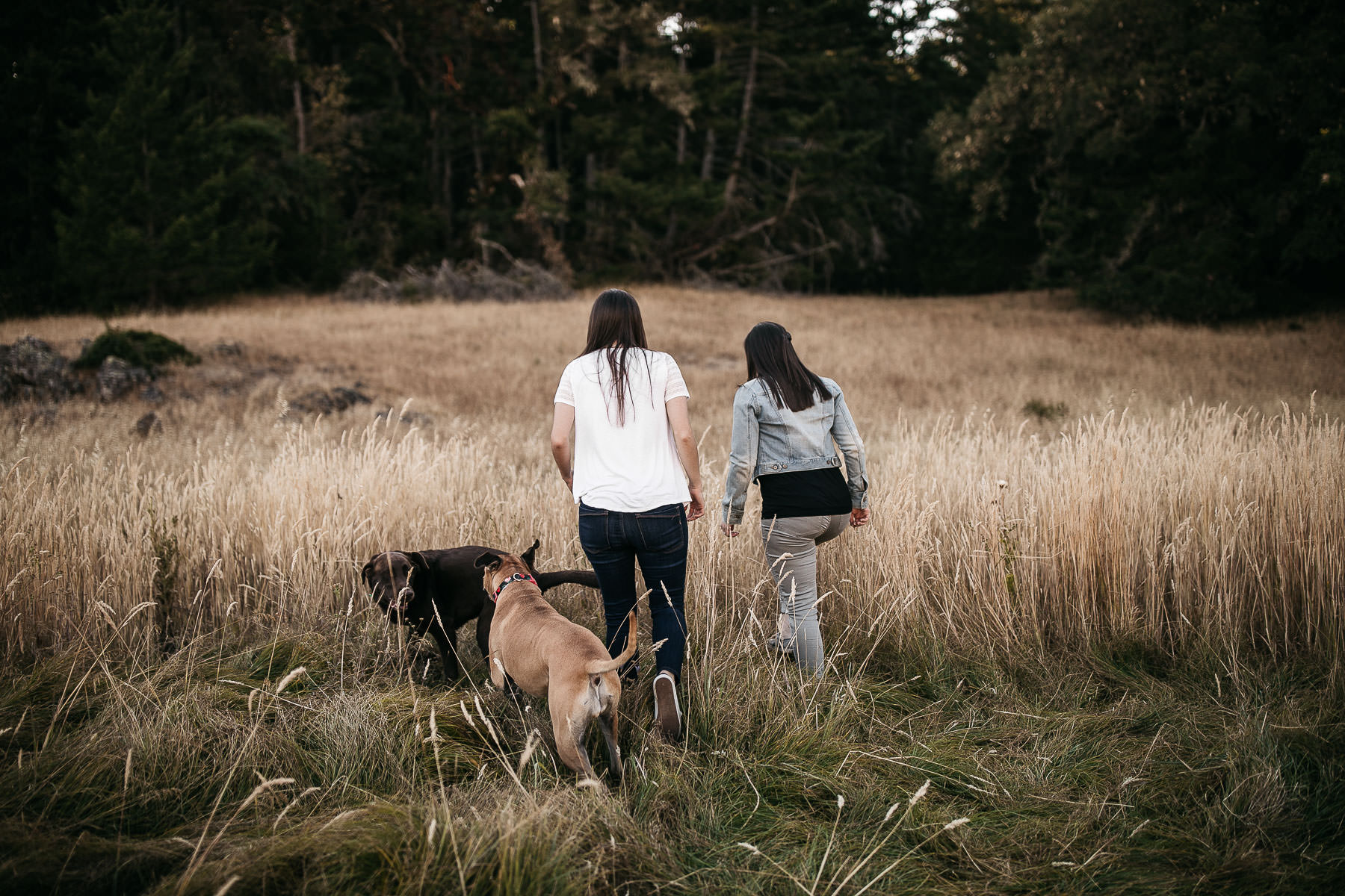 mt-tam-sunset-engagement-session-with-boxer-lab-dogs-7