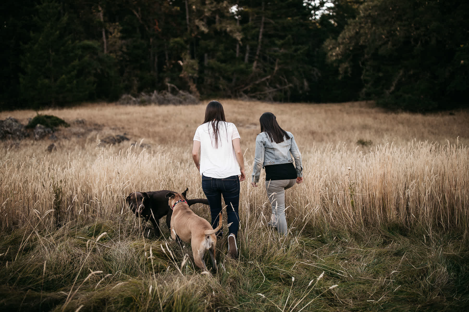 mt-tam-sunset-engagement-session-with-boxer-lab-dogs-7