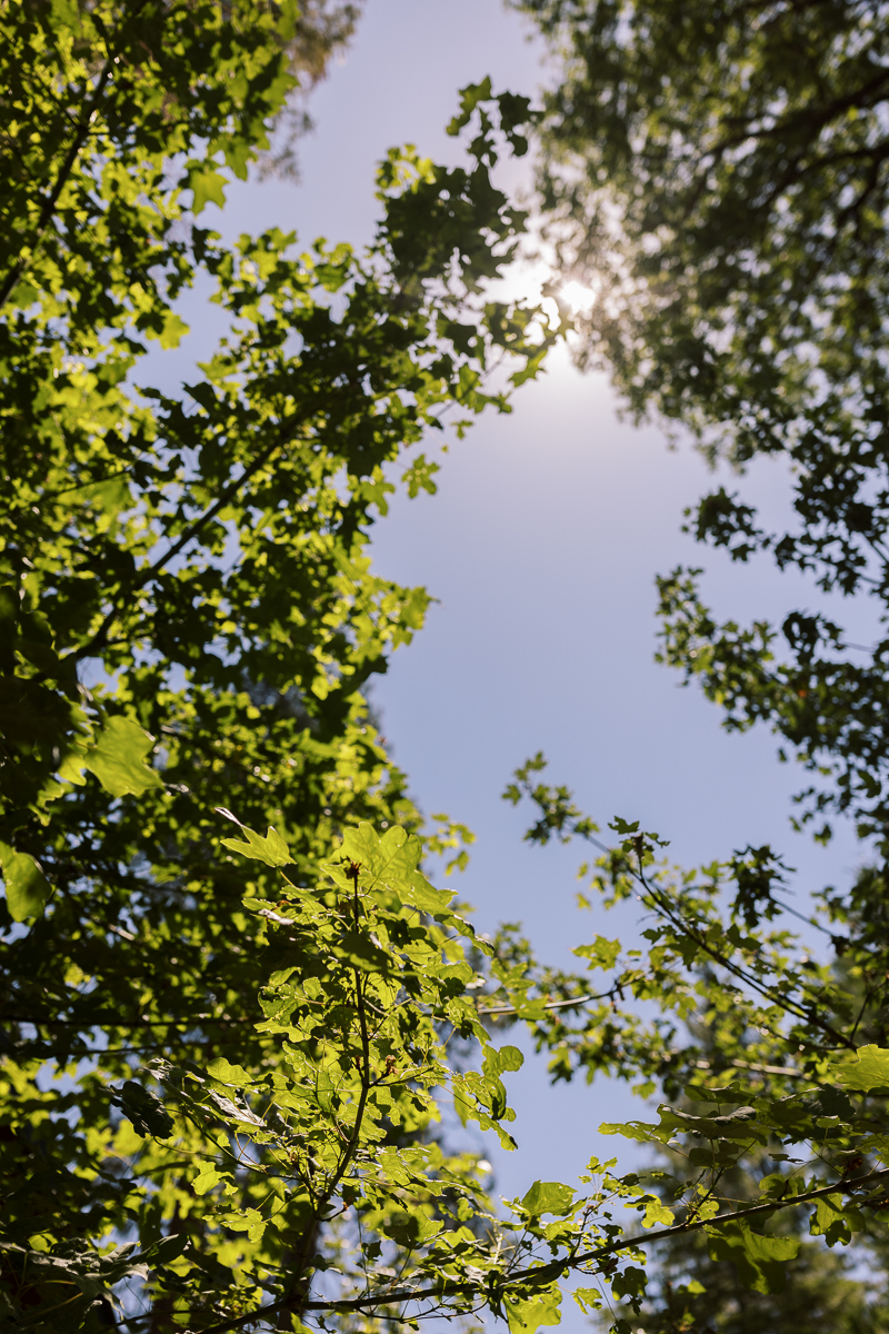 Evergreen-Lodge-Yosemite-Summer-wedding-3