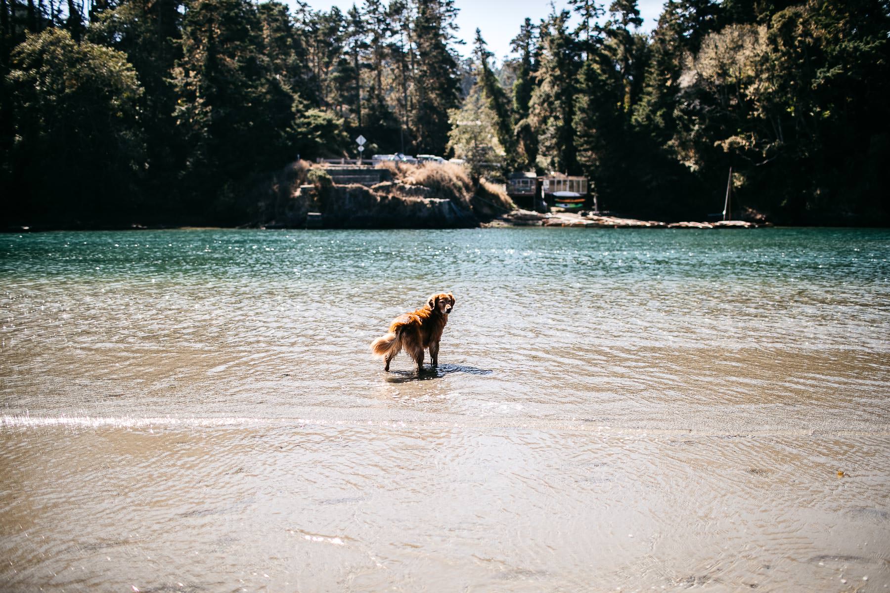 mendocino-grove-ca-glamping-waterside-anniversary-session-golden-retriever-31