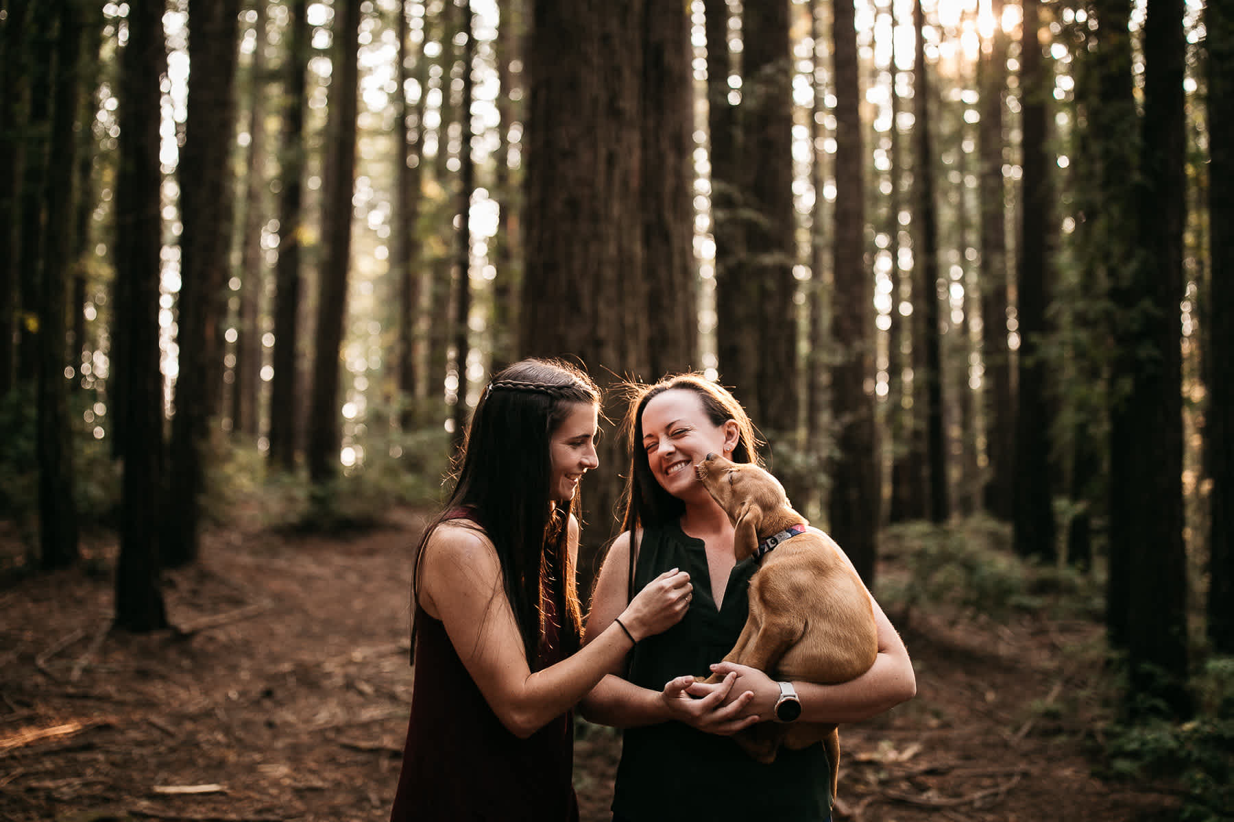 oakland-redwoods-new-puppy-session-labrador-2