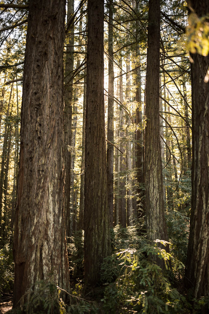 sf-city-hall-redwoods-elopement-shiba-57