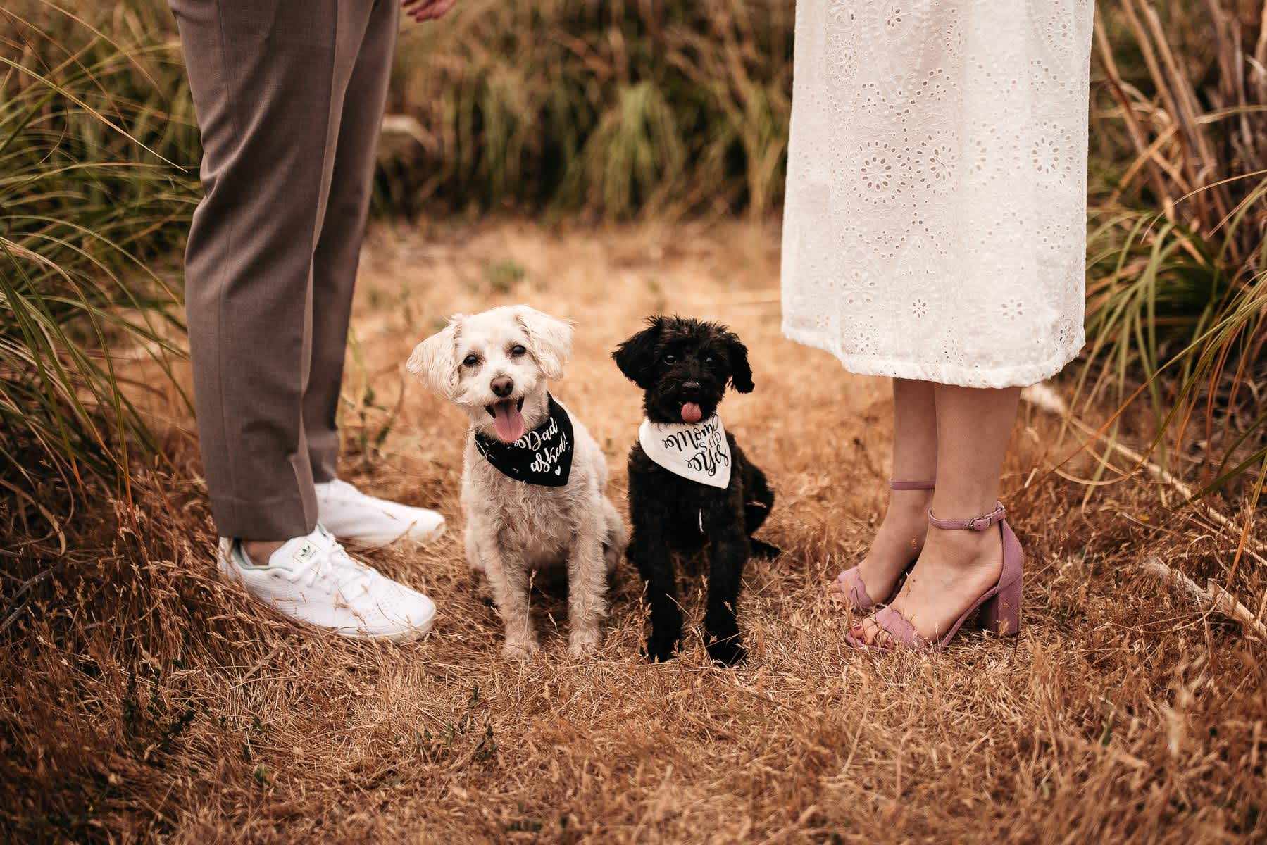 redwoods-coastal-pampas-grass-lifestyle-engagement-session-with-pups-35