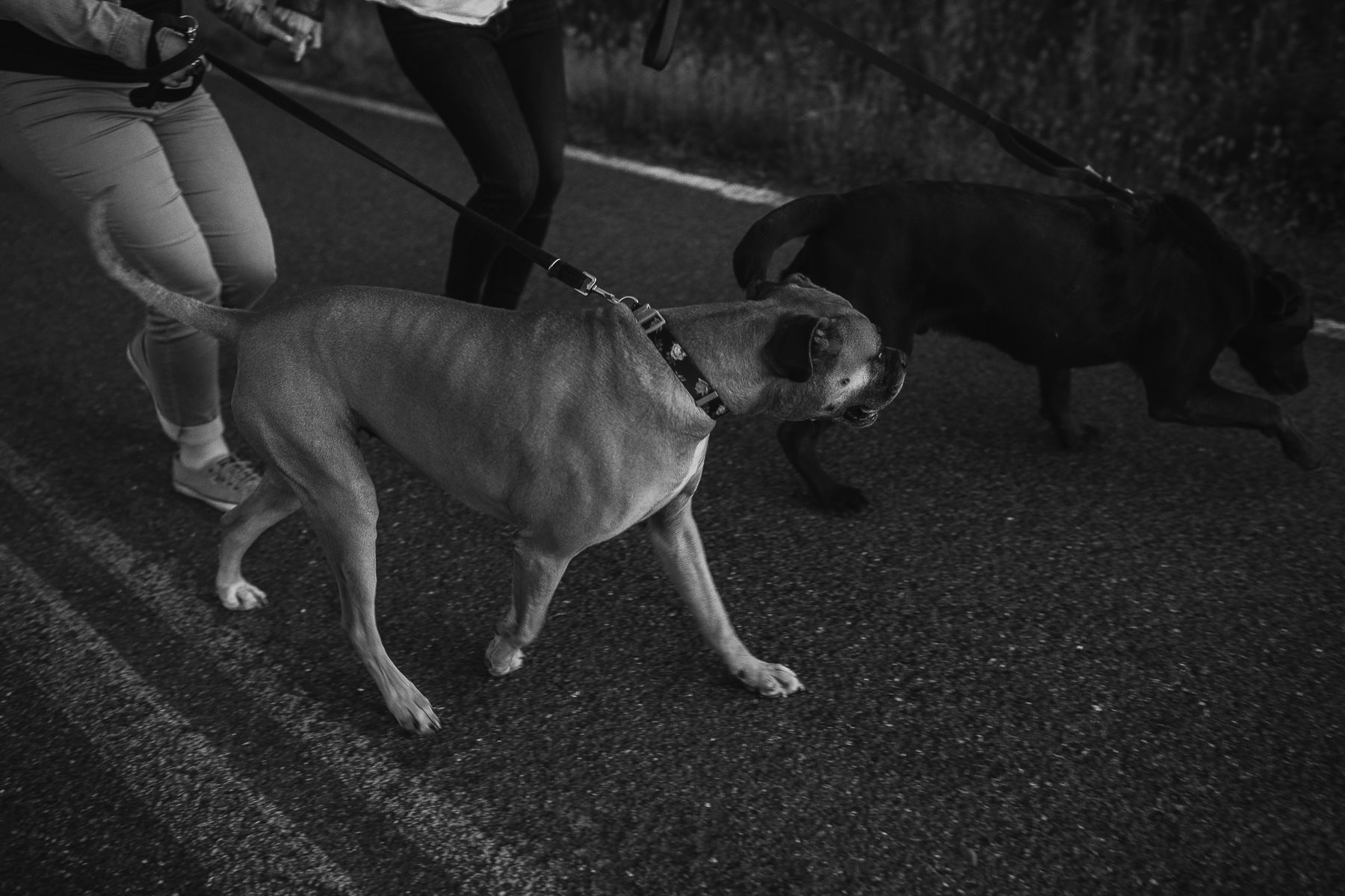 mt-tam-sunset-engagement-session-with-boxer-lab-dogs-45