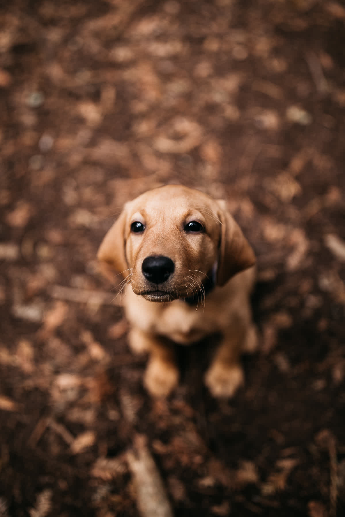 oakland-redwoods-new-puppy-session-labrador-11