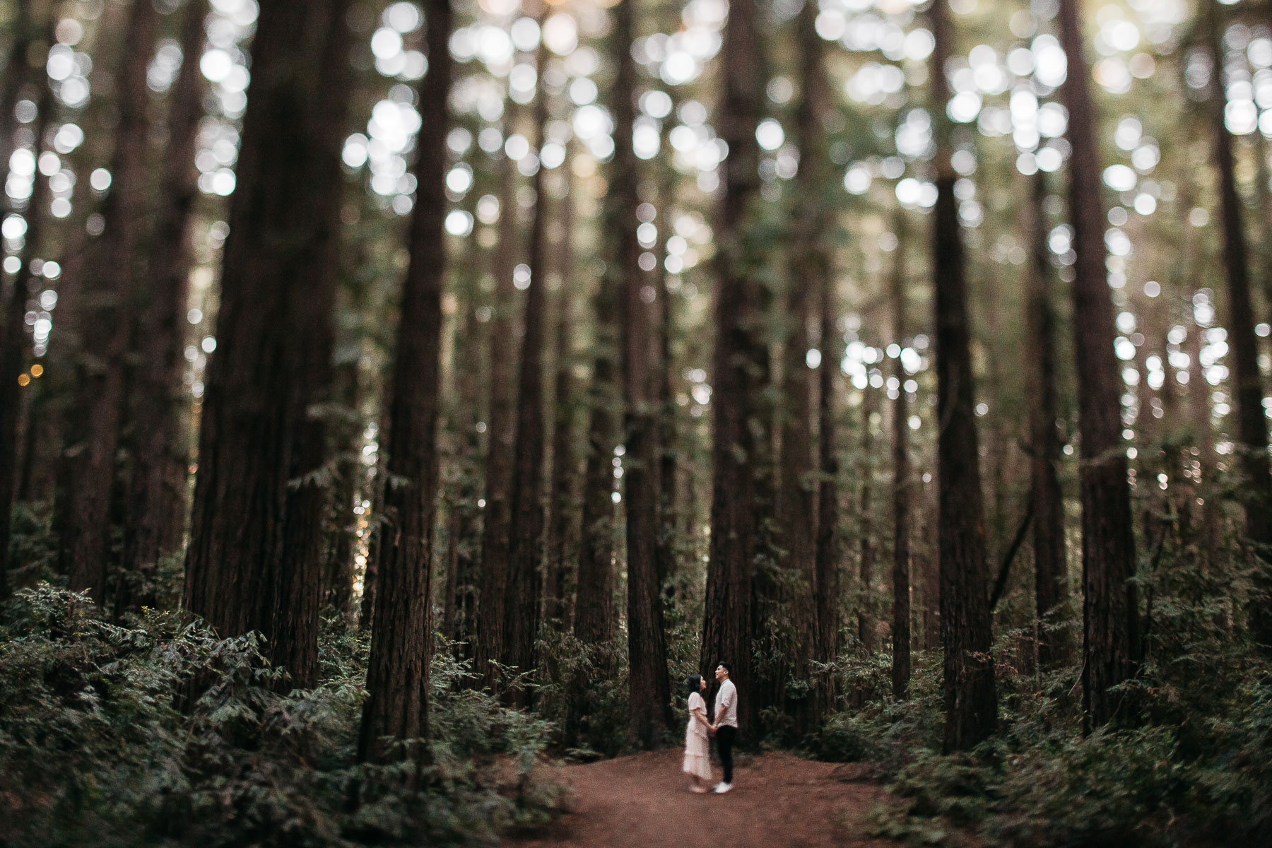 oakland-redwoods-fall-golden-light-engagement-session-28