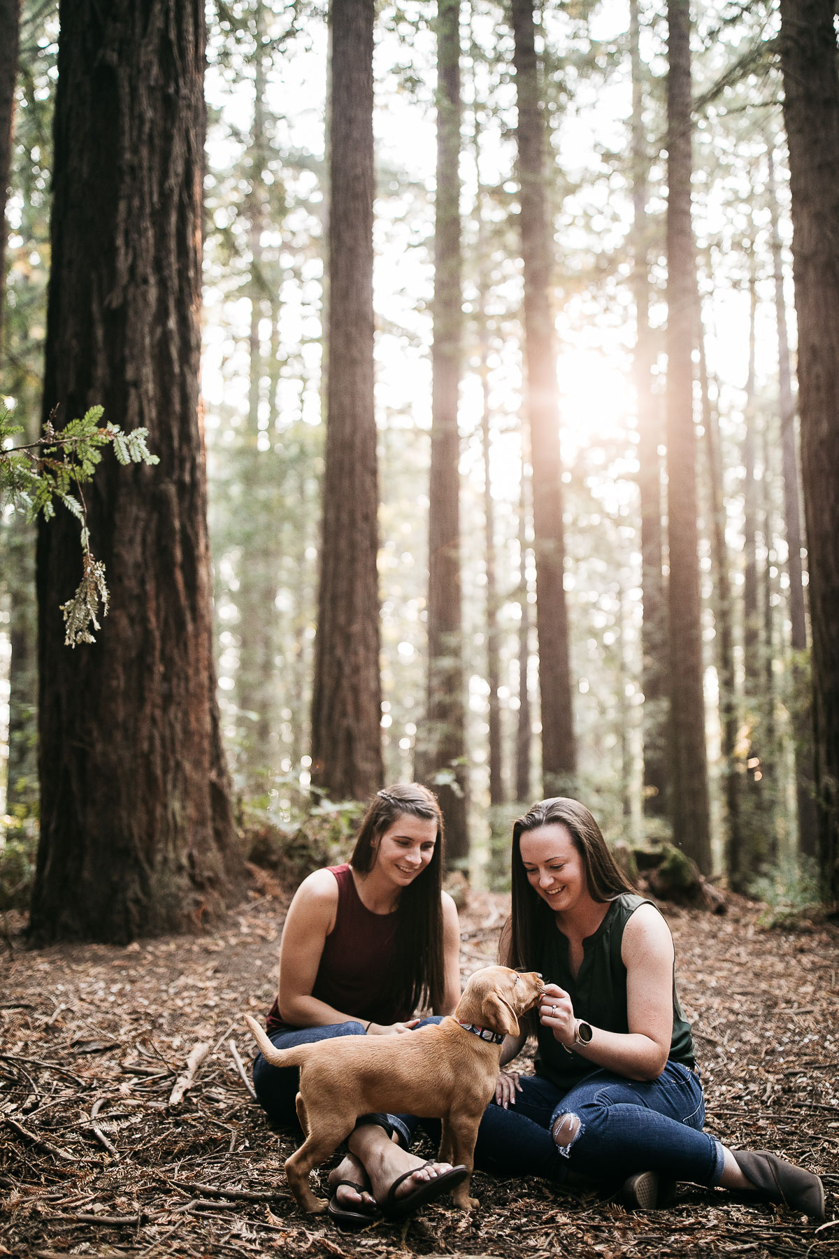 oakland-redwoods-new-puppy-session-labrador-10