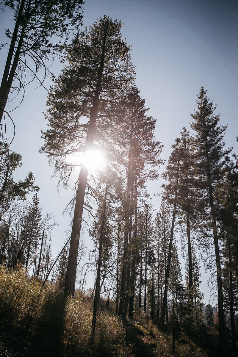 yosemite-rush-creek-fall-wedding-goldendoodle-13