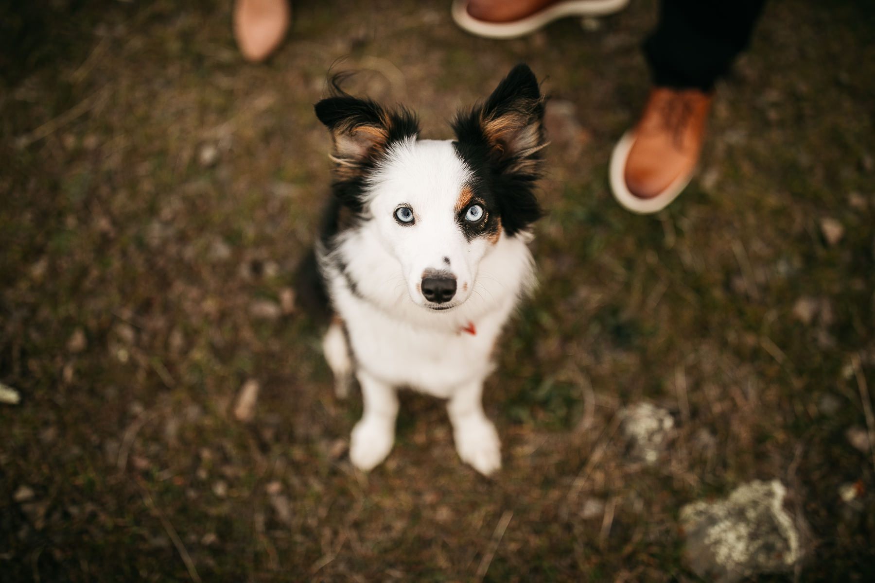 mt-tam-foggy-winter-engagement-session-australian-shepherd-puppy-25