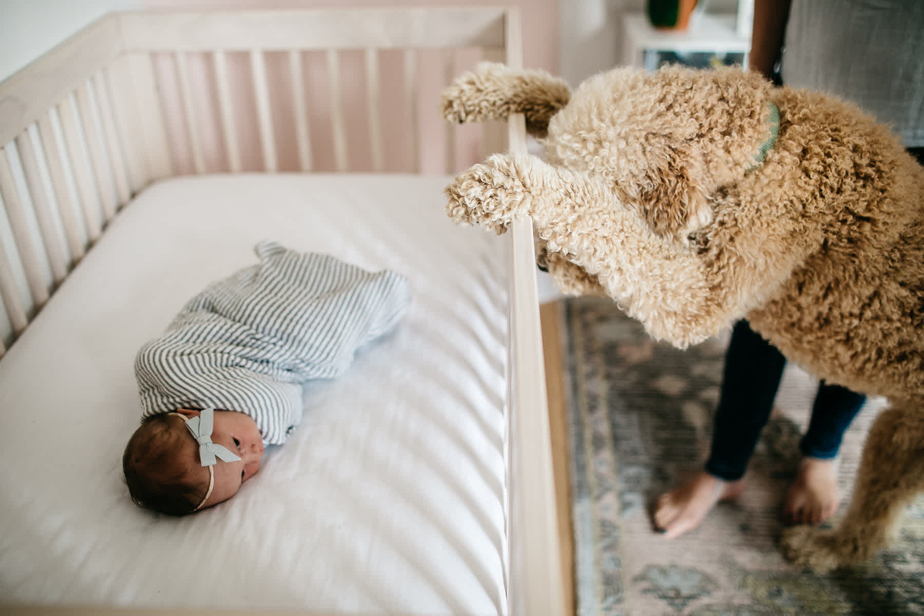 san-francisco-lifestyle-in-home-newborn-with-dog-70