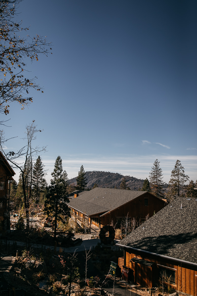 yosemite-rush-creek-fall-wedding-goldendoodle-12