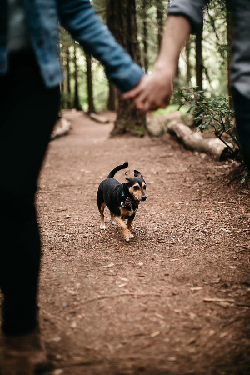 oakland-gloomy-redwood-engagement-session-with-puppy-25