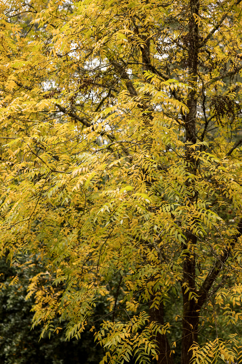 mendocino-coastal-intimate-wedding-day-2