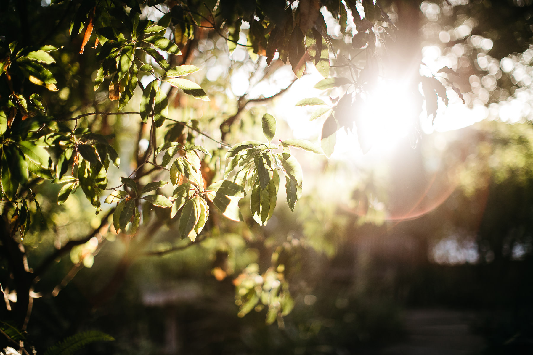 mountain-view-ca-catholic-church-wedding-los-altos-reception-104