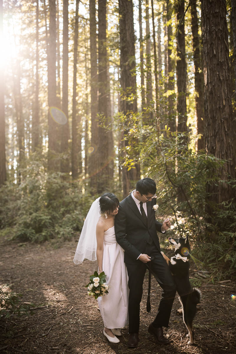 sf-city-hall-redwoods-elopement-shiba-65