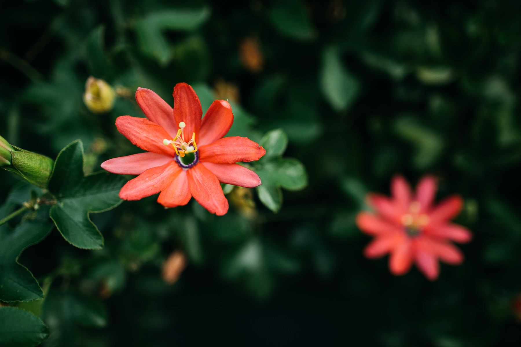 san-francisco-lifestyle-family-pac-heights-session-18