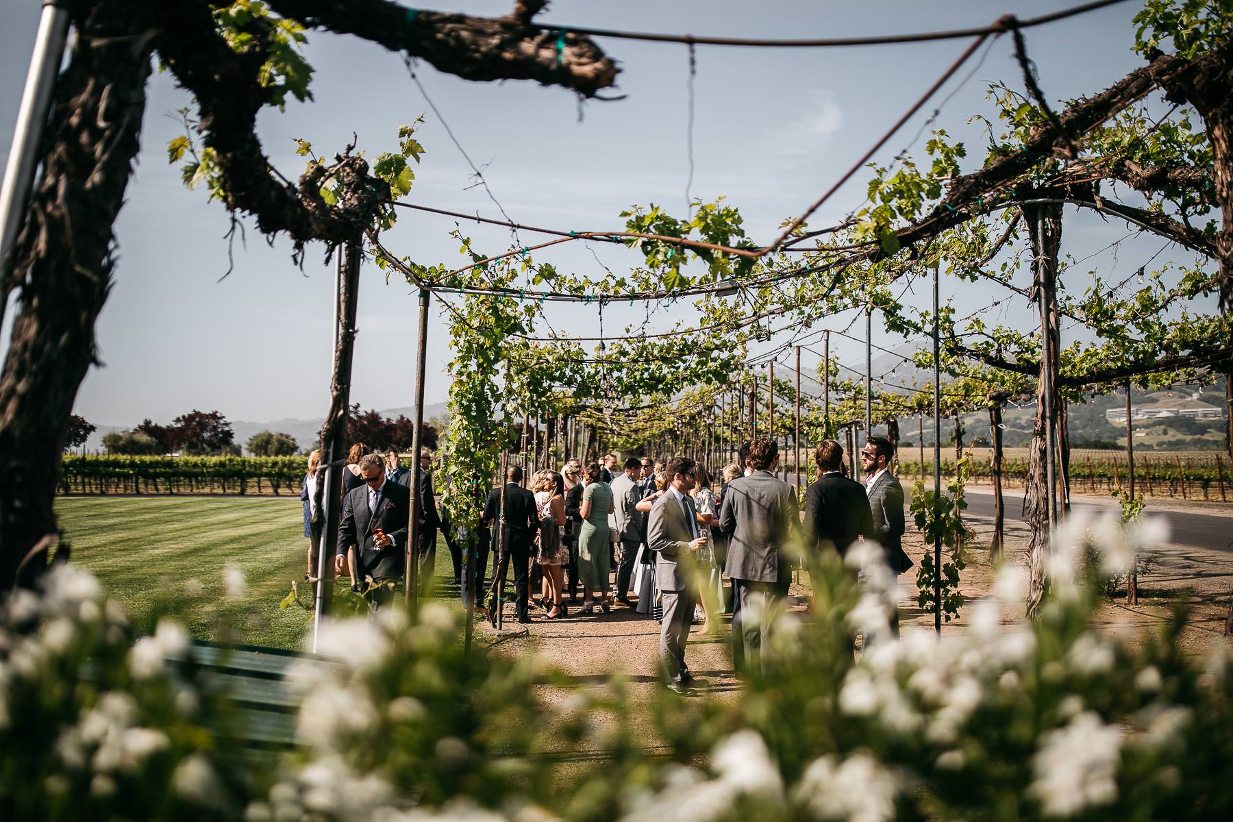 healdsburg-trentadue-winery-summer-wedding-17