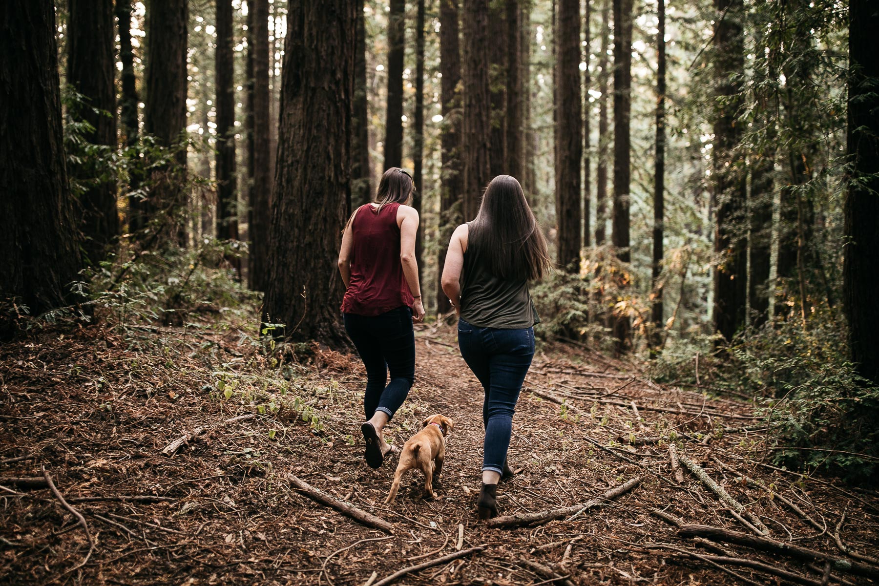 oakland-redwoods-new-puppy-session-labrador-6