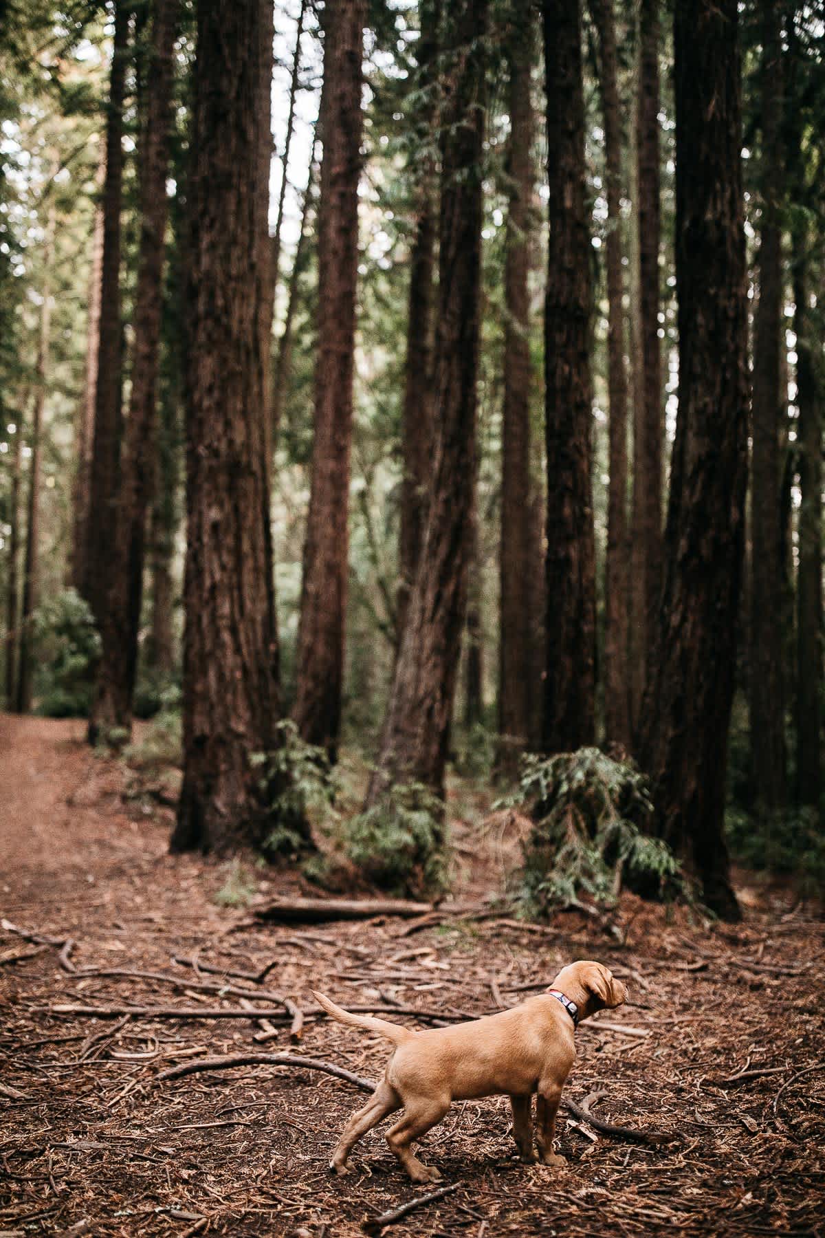 oakland-redwoods-new-puppy-session-labrador-31