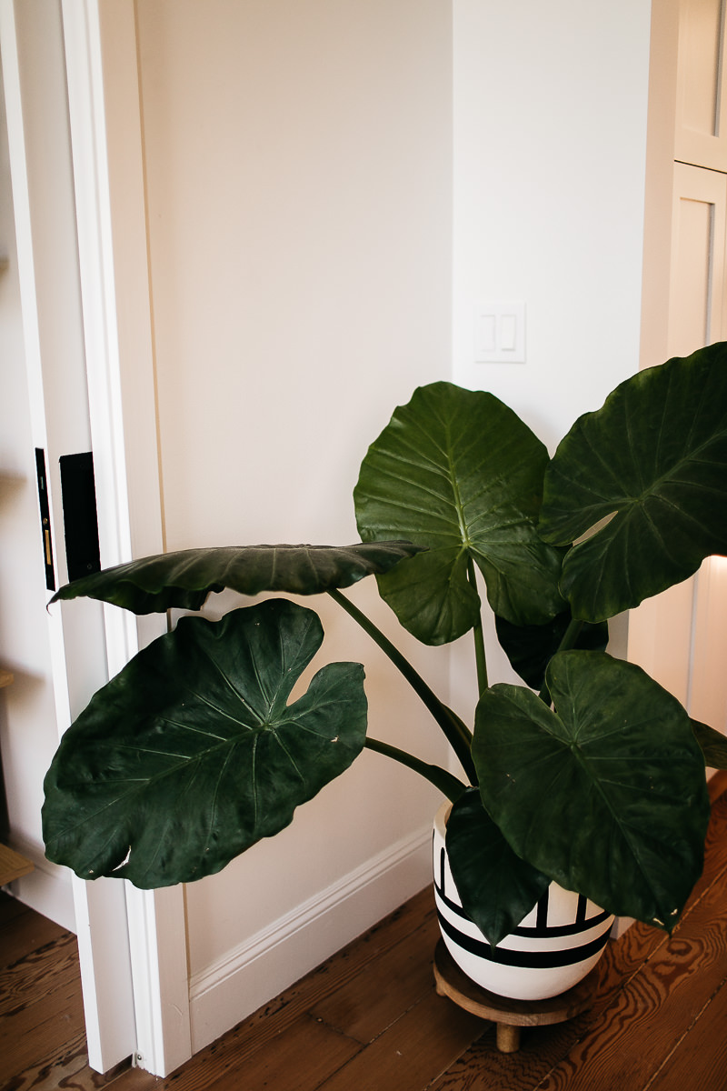 san-francisco-in-home-lifestyle-newborn-session-2