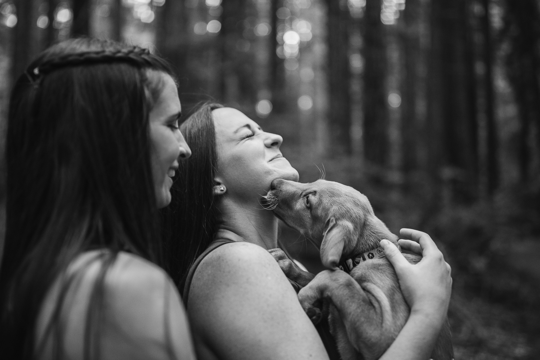 oakland-redwoods-new-puppy-session-labrador-28