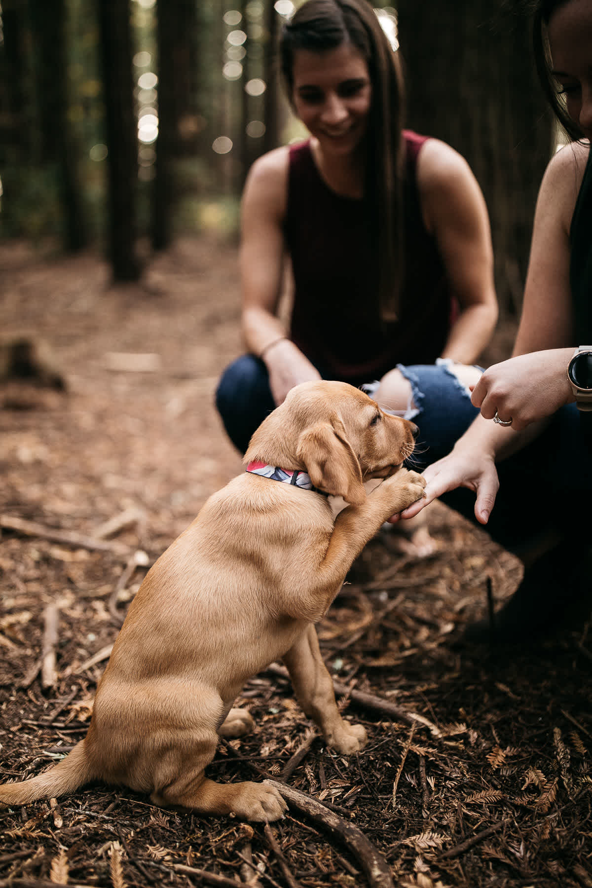 oakland-redwoods-new-puppy-session-labrador-4