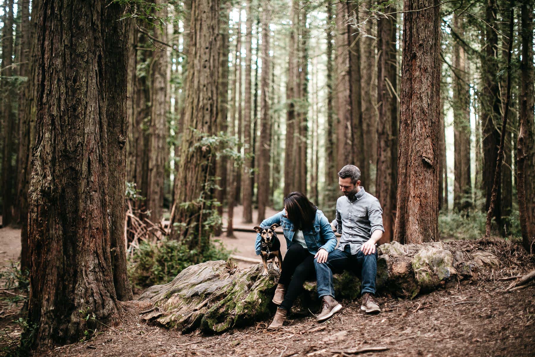 oakland-gloomy-redwood-engagement-session-with-puppy-18