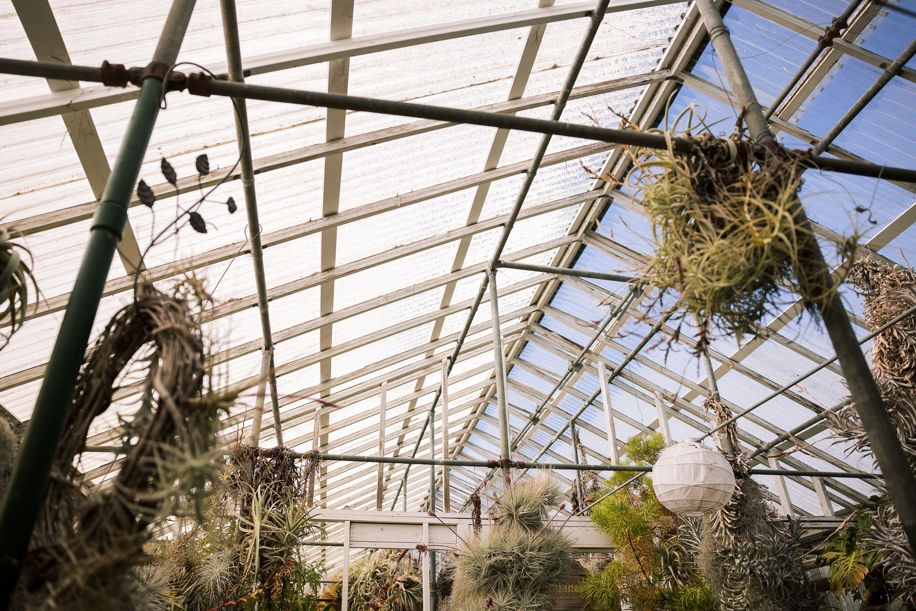 Pacifica-shelldance-orchid-gardens-summer-wedding-112