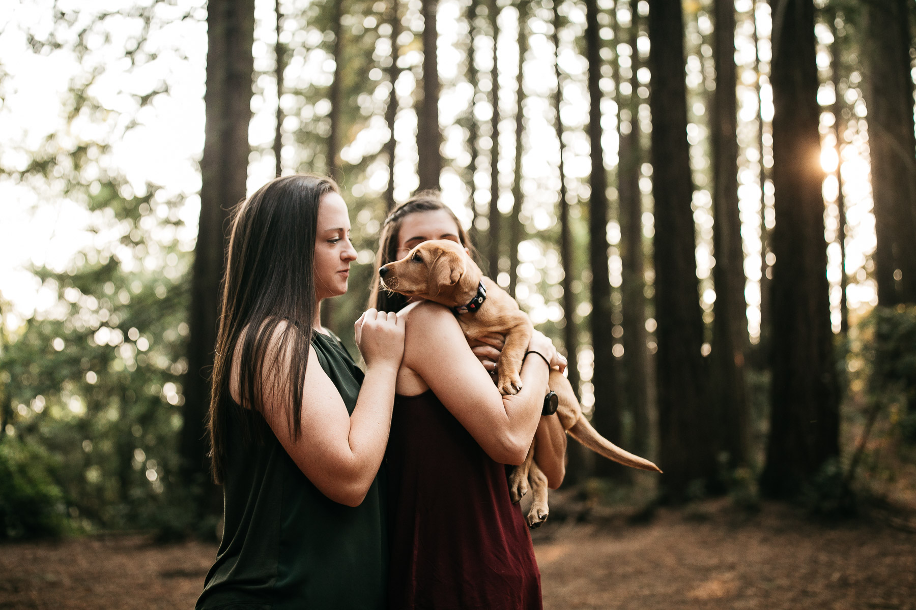 oakland-redwoods-new-puppy-session-labrador-14