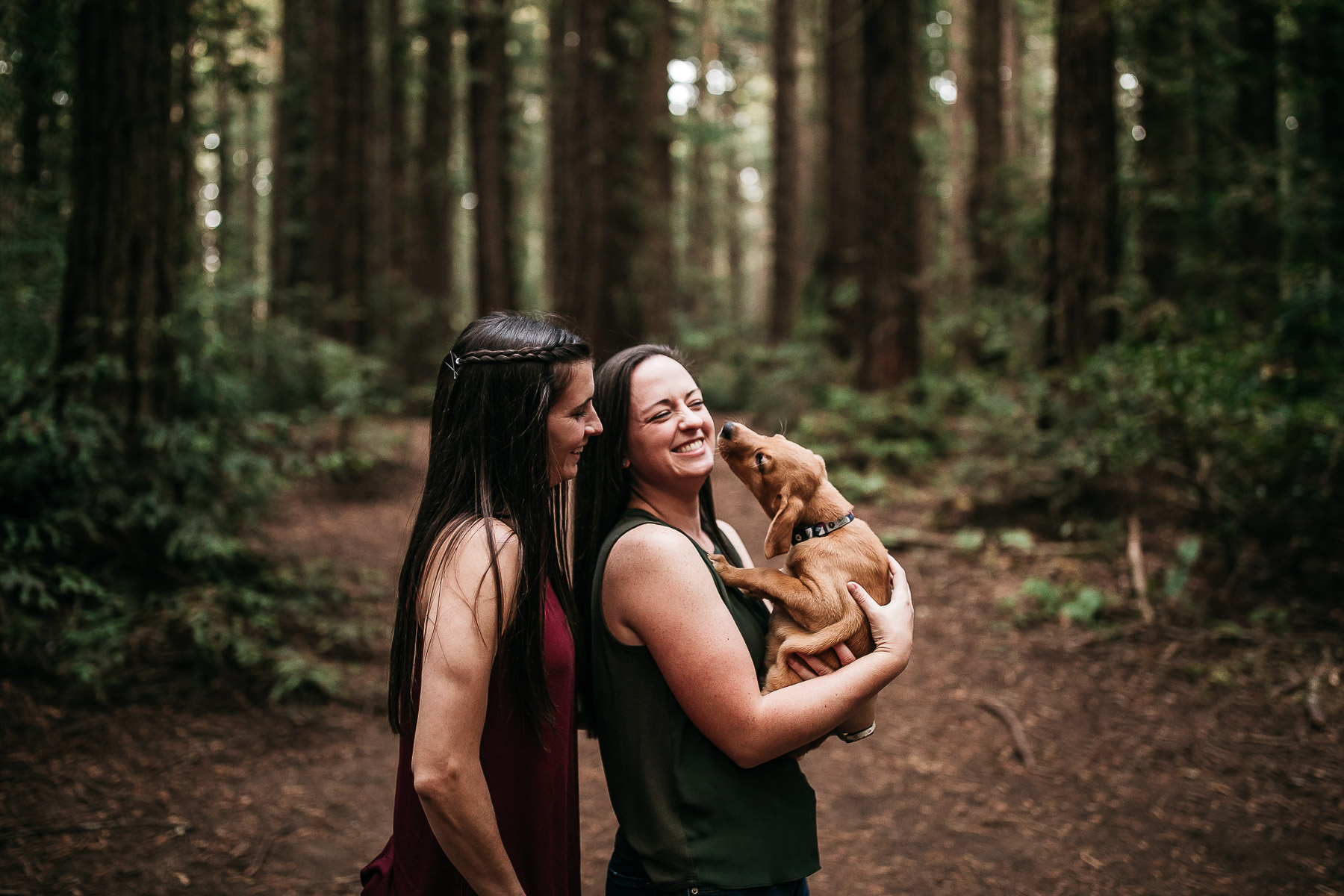 oakland-redwoods-new-puppy-session-labrador-27