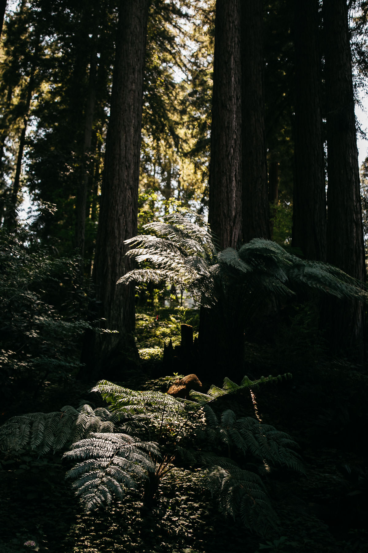 nestldown-micro-wedding-elopement-santa-cruz-sunset-36