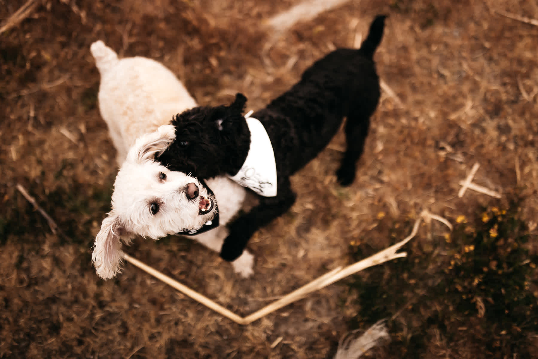 redwoods-coastal-pampas-grass-lifestyle-engagement-session-with-pups-23
