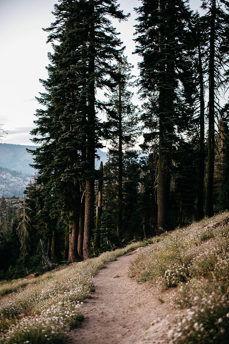 lake-tahoe-forest-donner-sunset-couple-session-34
