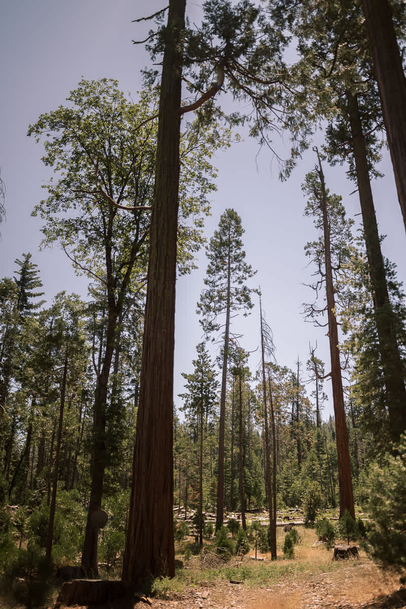 Evergreen-Lodge-Yosemite-Summer-wedding-2