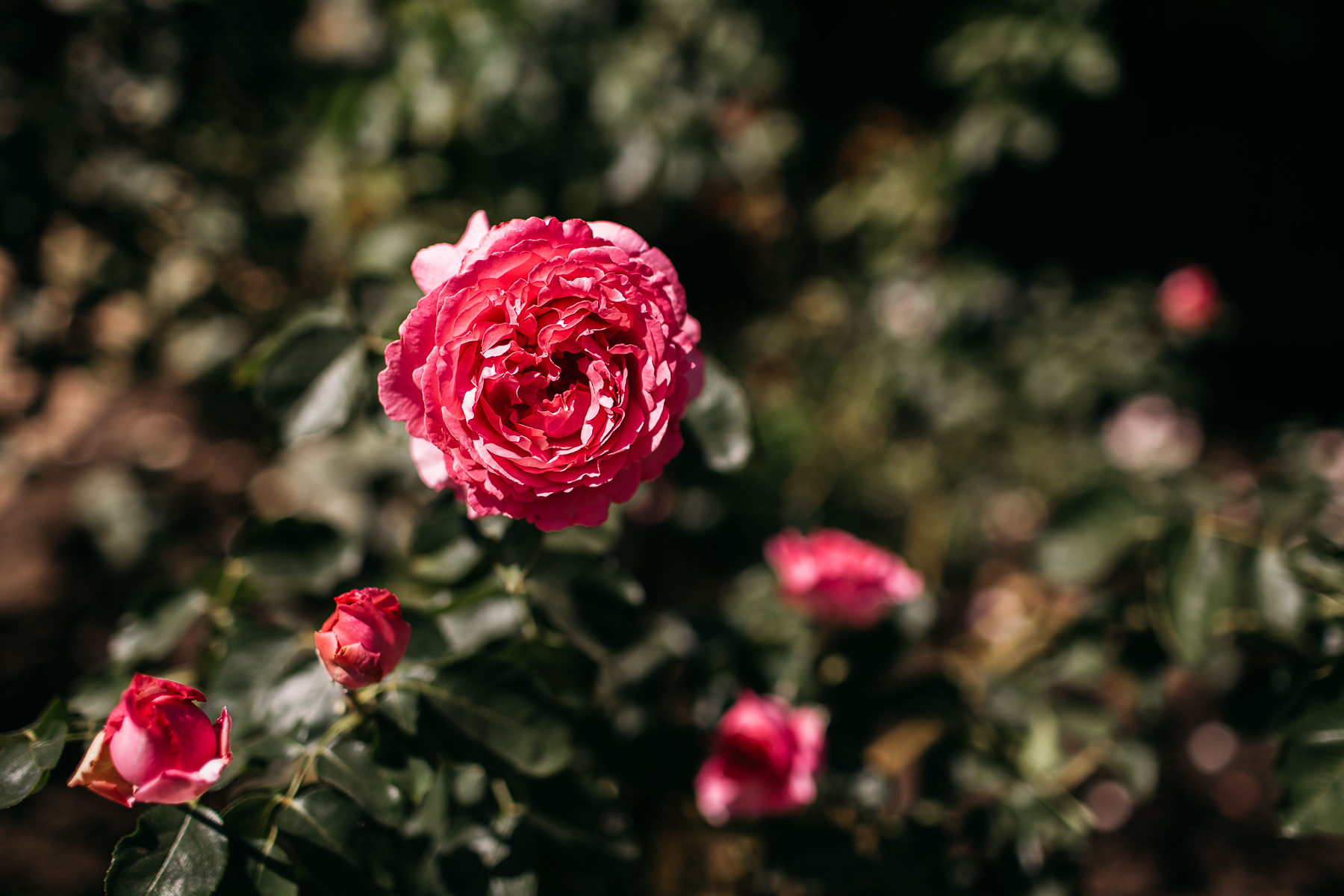 marin-art-and-garden-center-summer-wedding-fusion-1