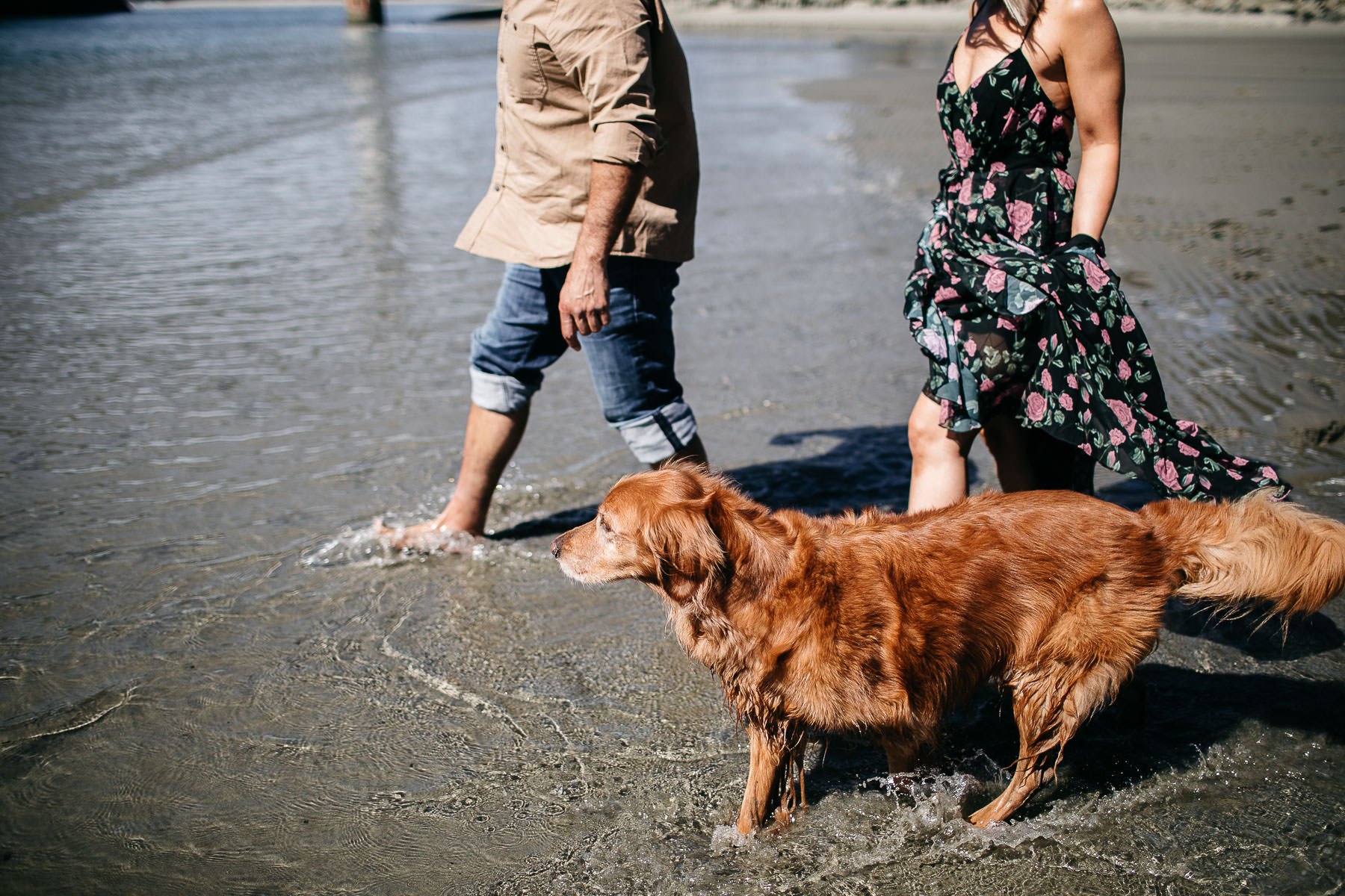 mendocino-grove-ca-glamping-waterside-anniversary-session-golden-retriever-42