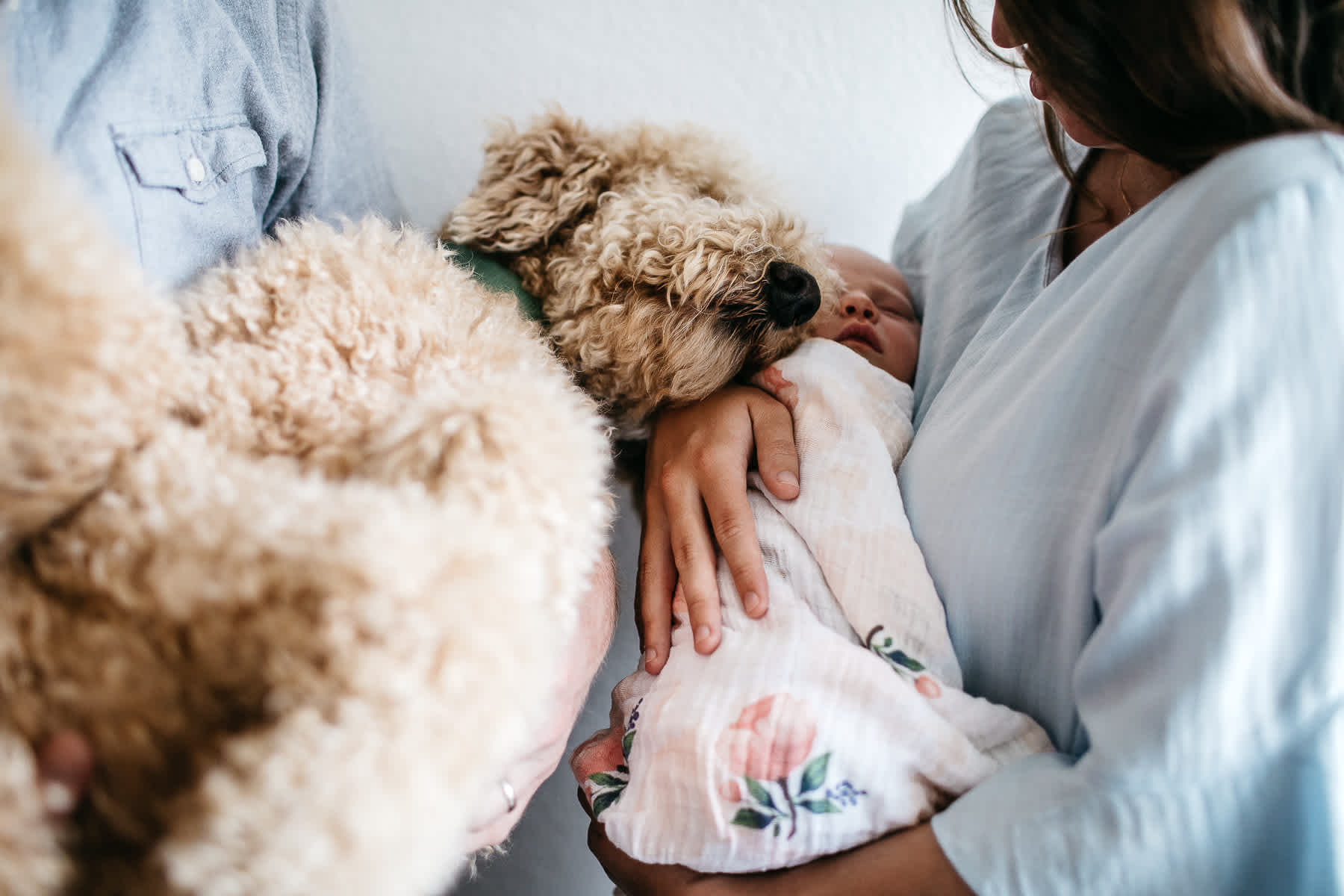 san-francisco-lifestyle-in-home-newborn-with-dog-55