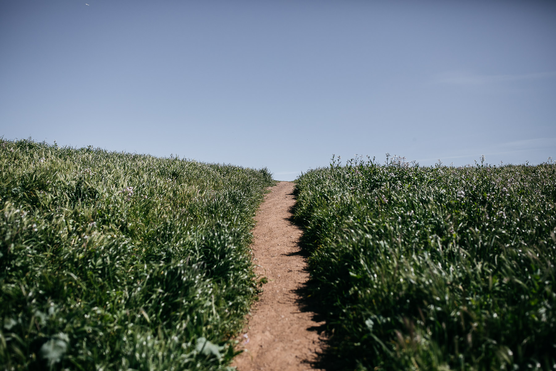 san-francisco-city-hall-bernal-heights-spring-elopement-35