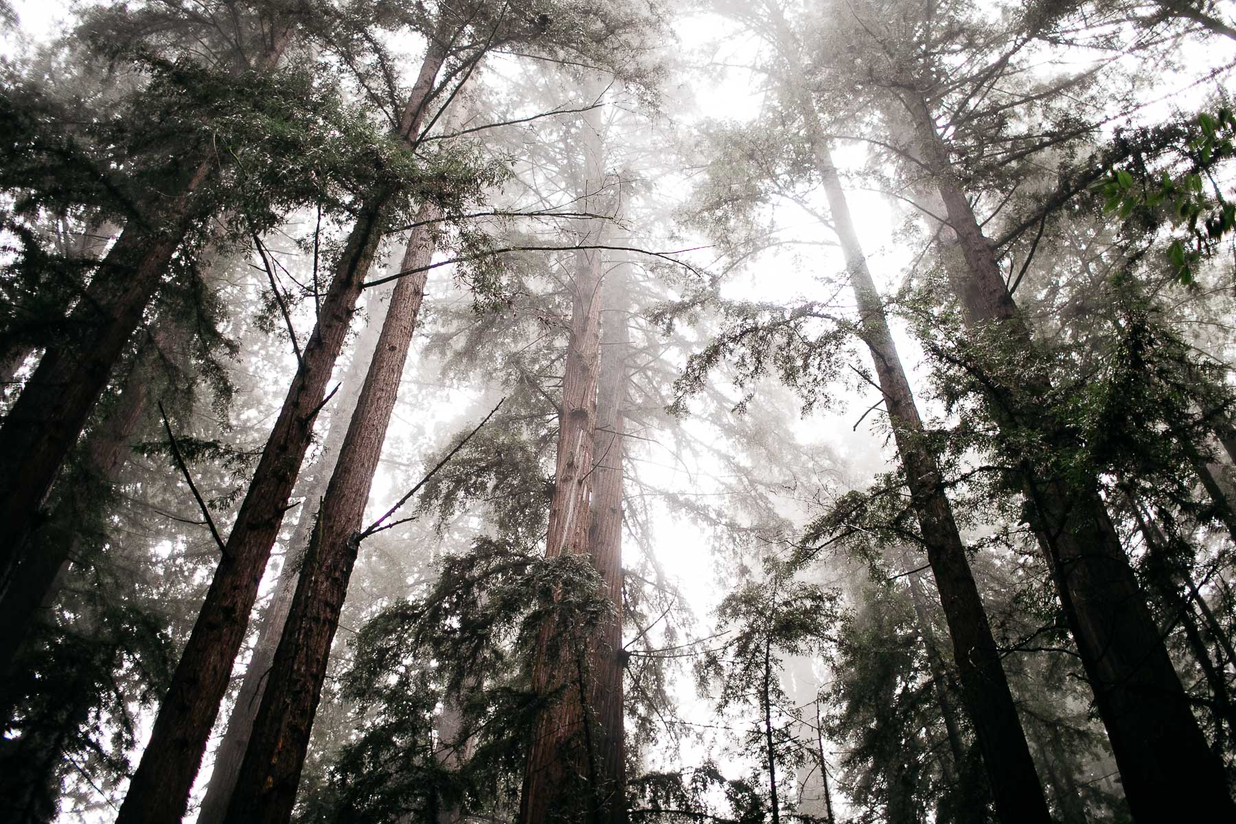 santa-cruz-redwoods-henry-cowell-rainy-elopement-photographer-85