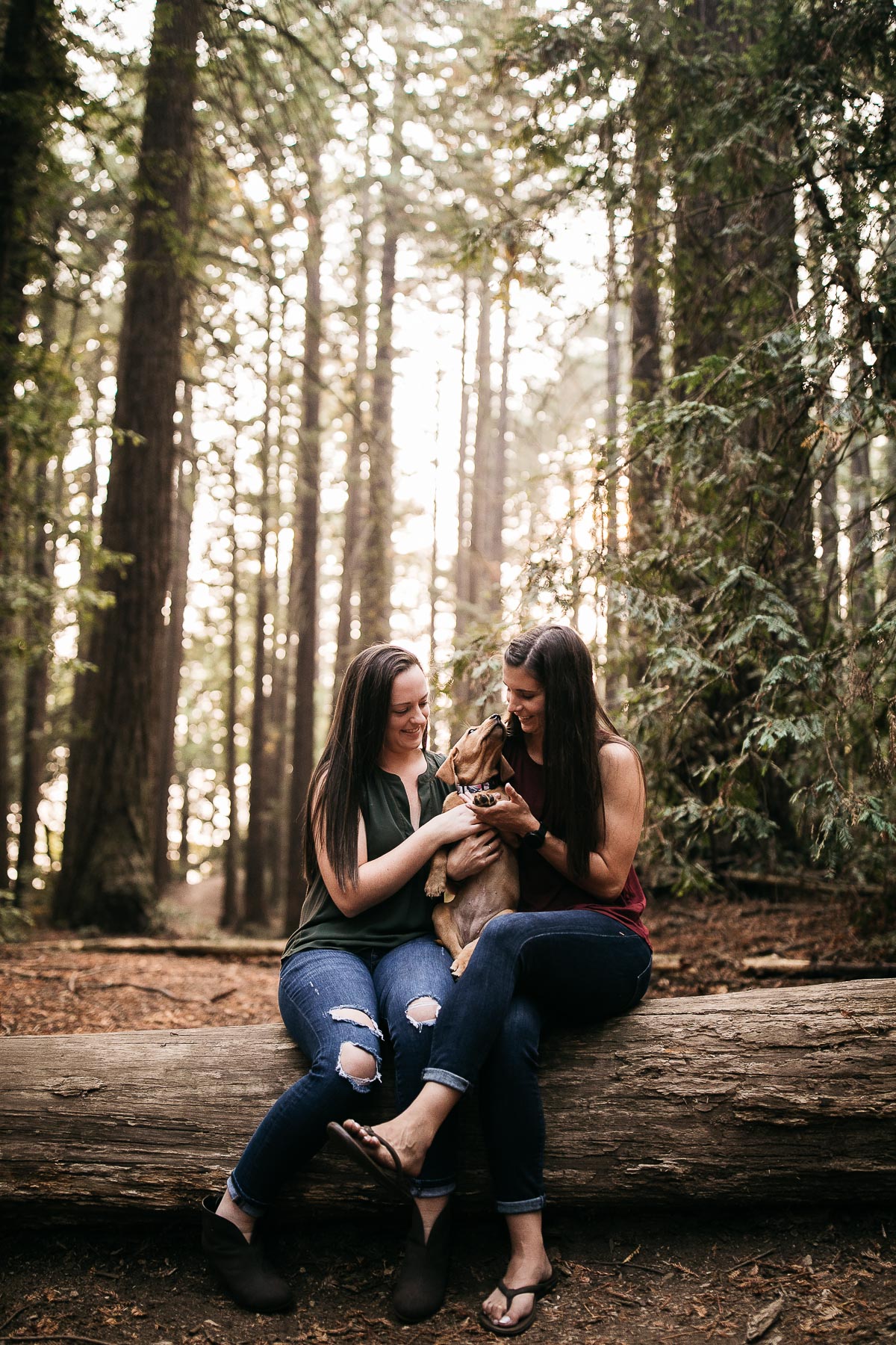 oakland-redwoods-new-puppy-session-labrador-17