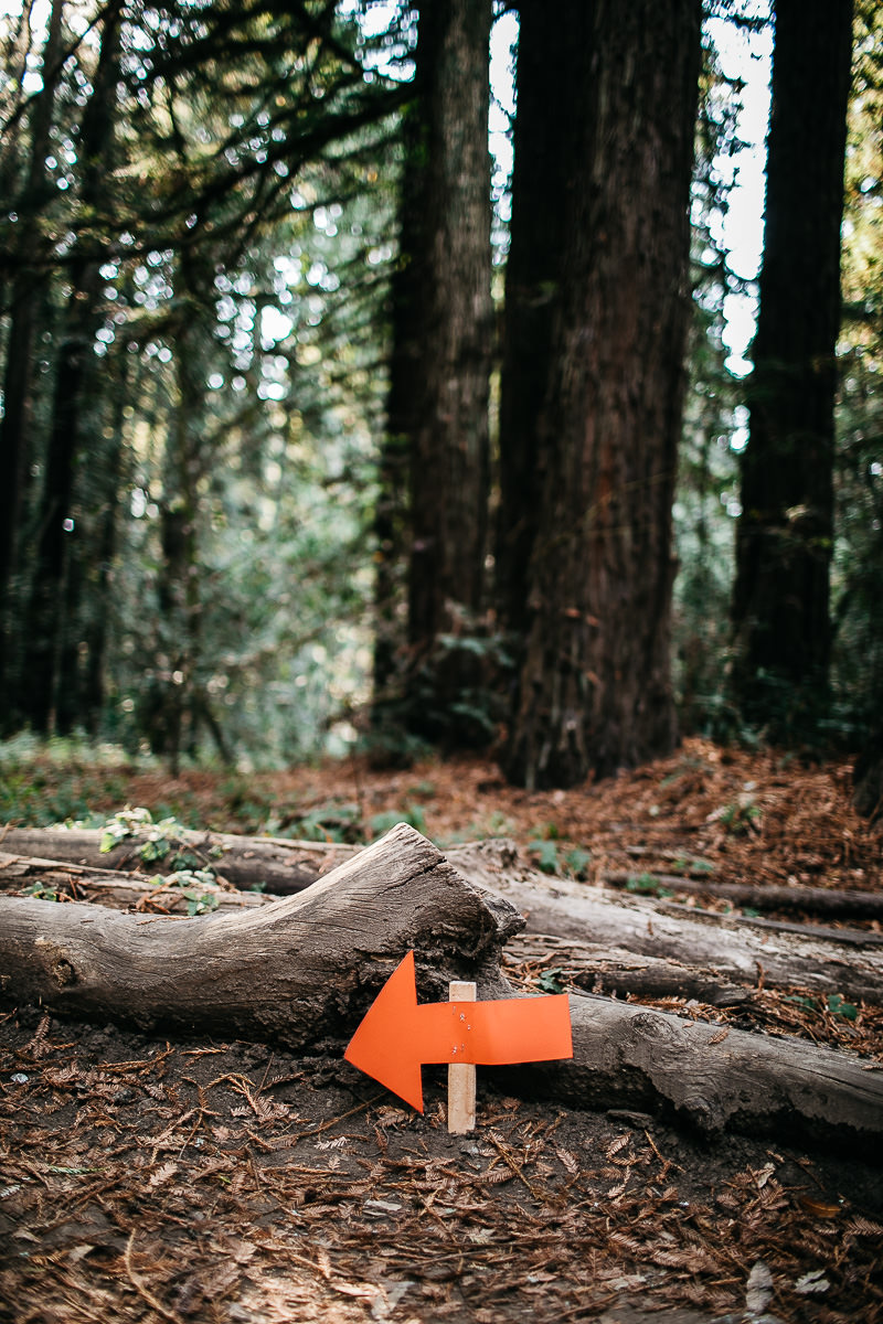 oakland-redwoods-summer-wedding-30