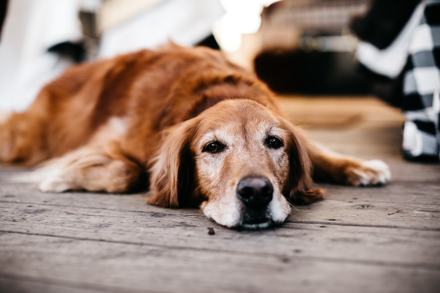 mendocino-grove-ca-glamping-waterside-anniversary-session-golden-retriever-7
