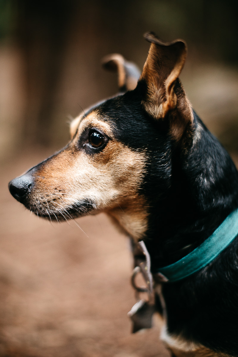 oakland-gloomy-redwood-engagement-session-with-puppy-20