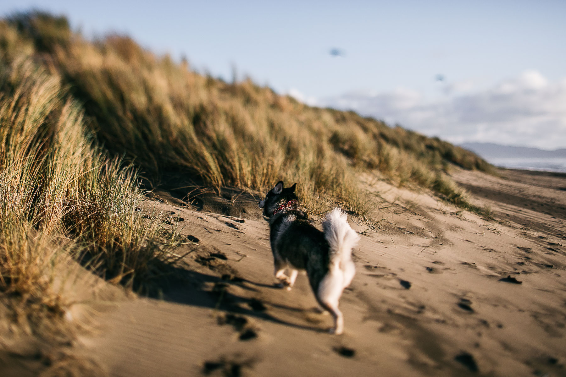 ocean-beach-sf-malamute-couple-session-golden-light-1