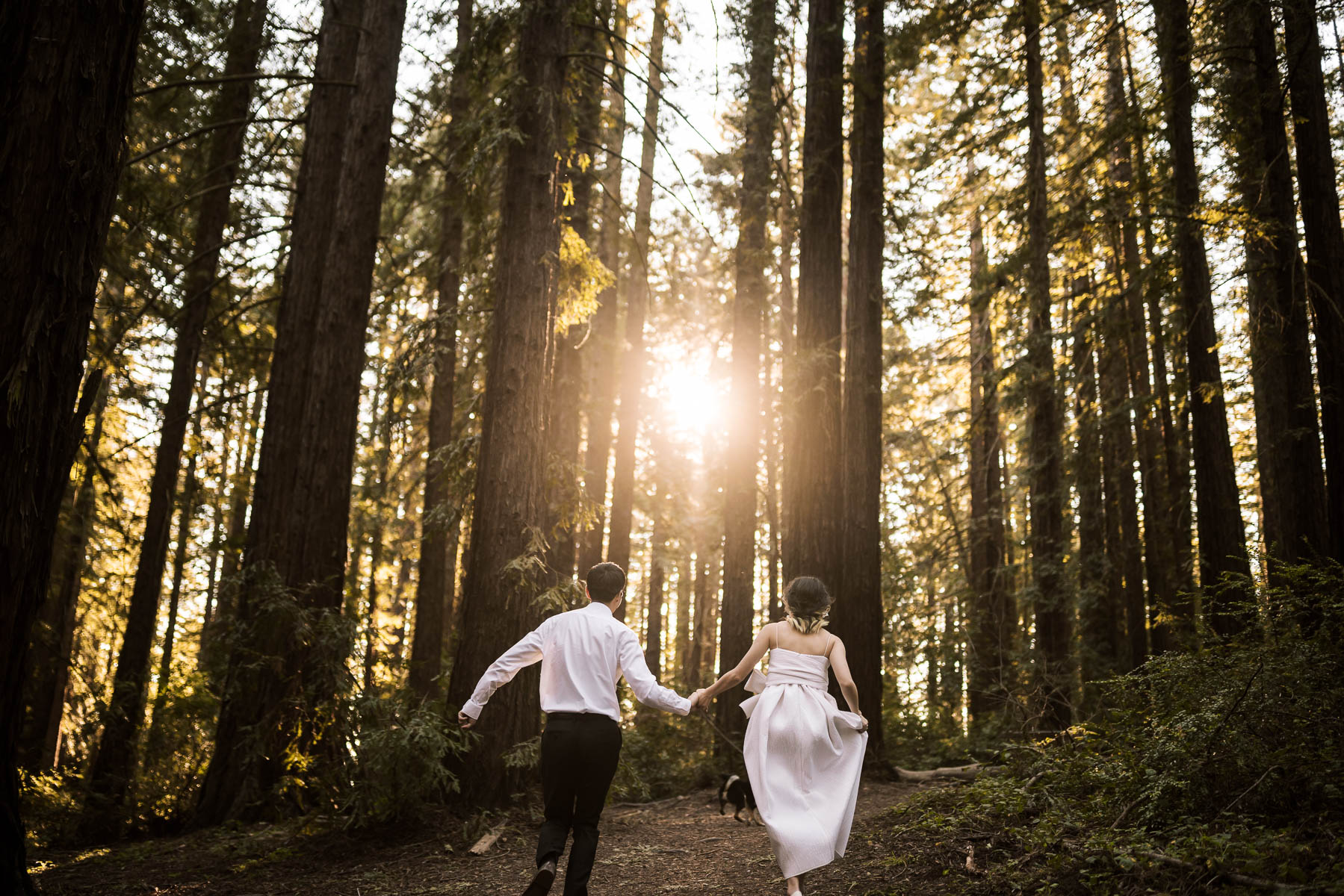 sf-city-hall-redwoods-elopement-shiba-80