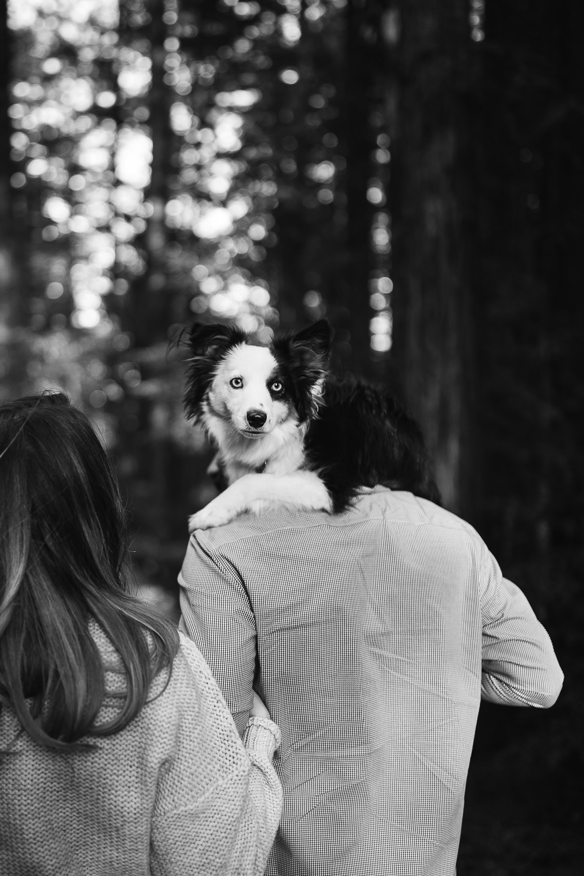 mt-tam-foggy-winter-engagement-session-australian-shepherd-puppy-4
