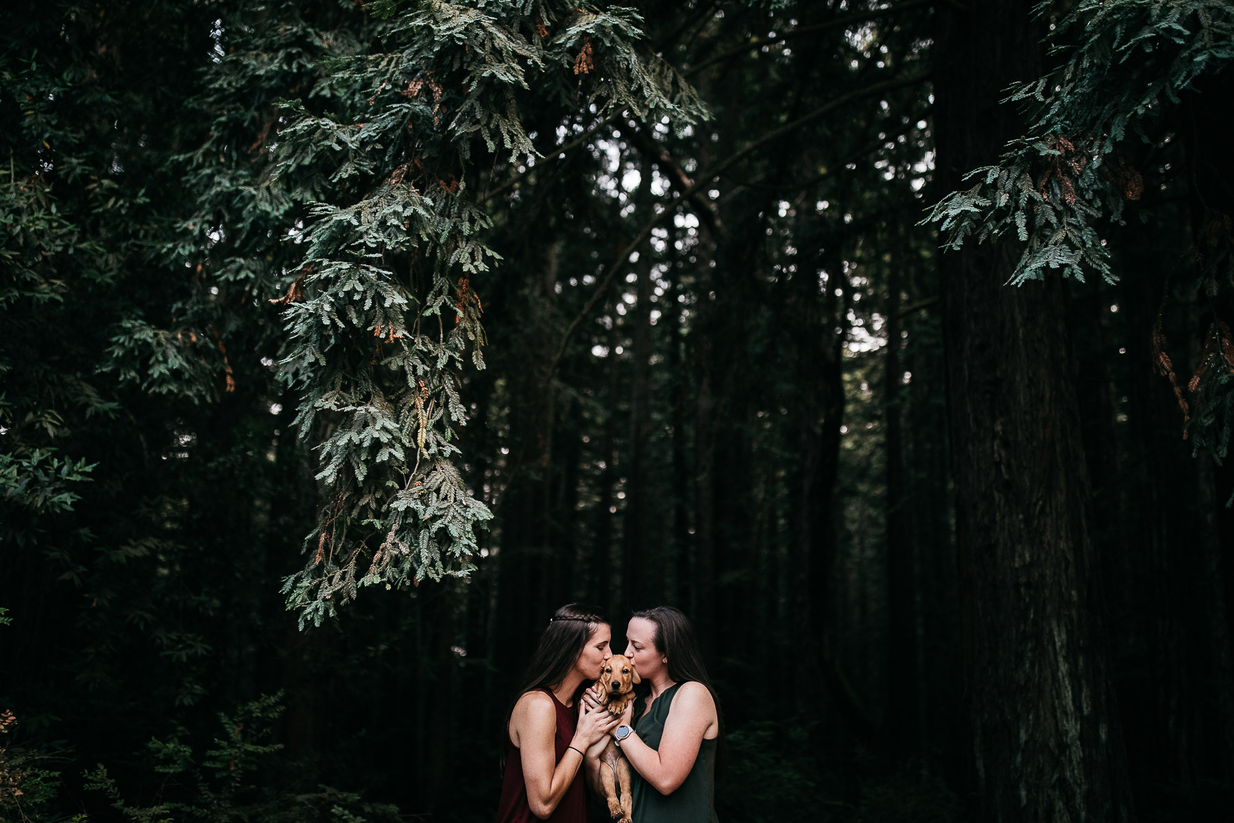 oakland-redwoods-new-puppy-session-labrador-34