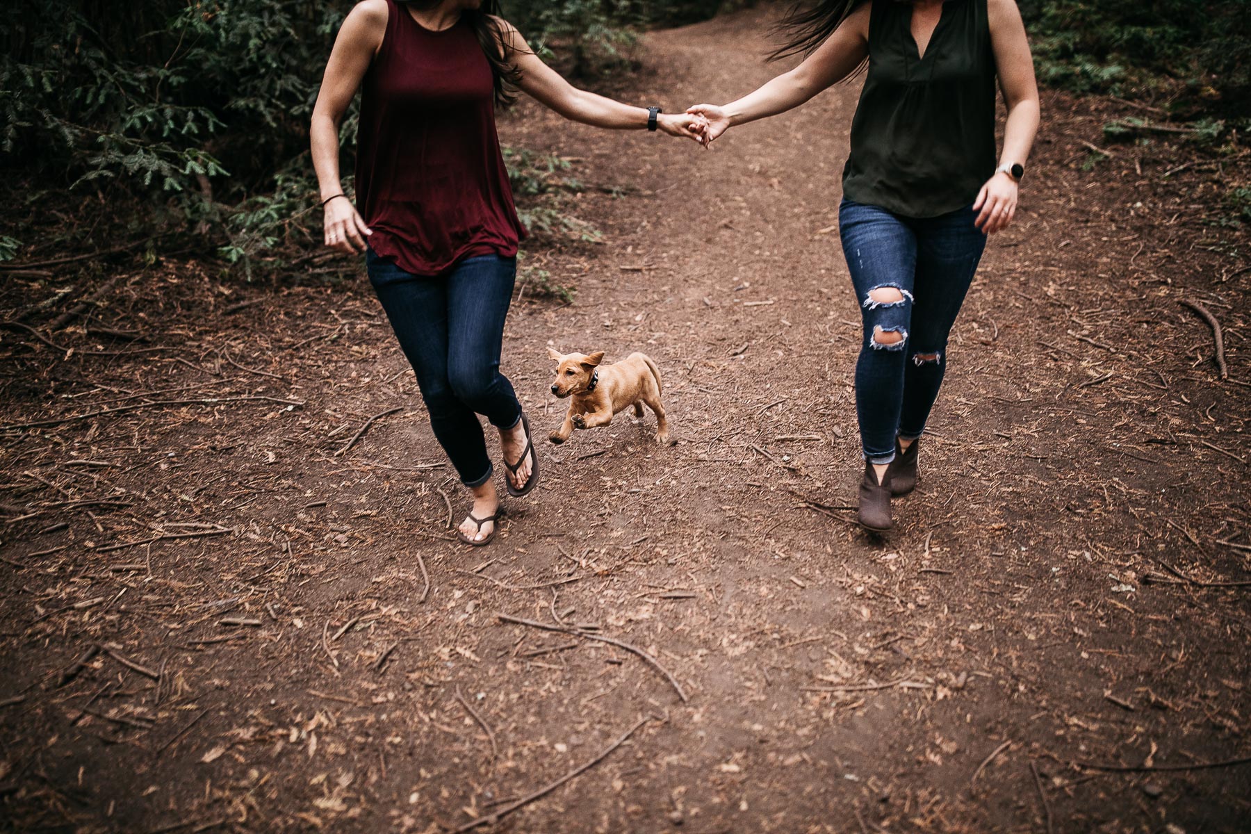 oakland-redwoods-new-puppy-session-labrador-26