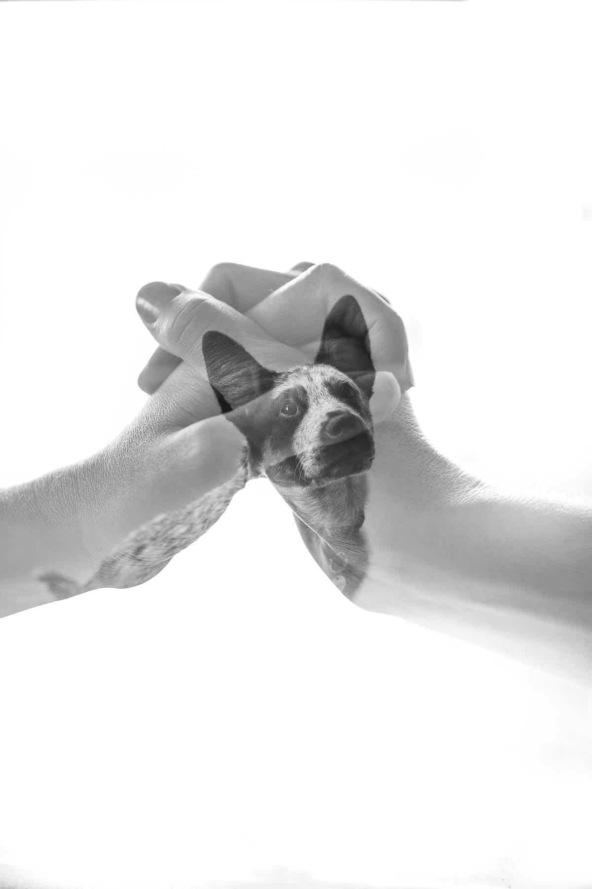 richmond-ca-family-session-cattledog-neighborhood-42