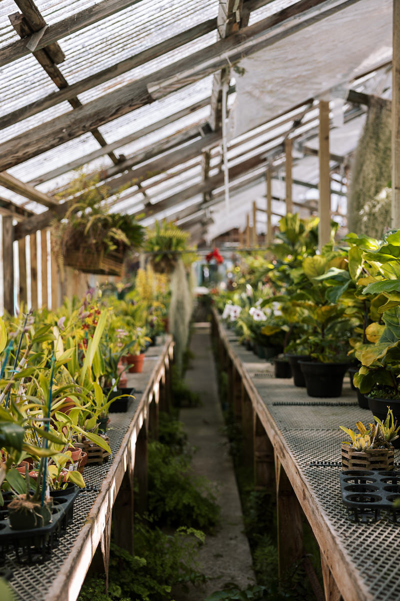 Pacifica-shelldance-orchid-gardens-summer-wedding-115